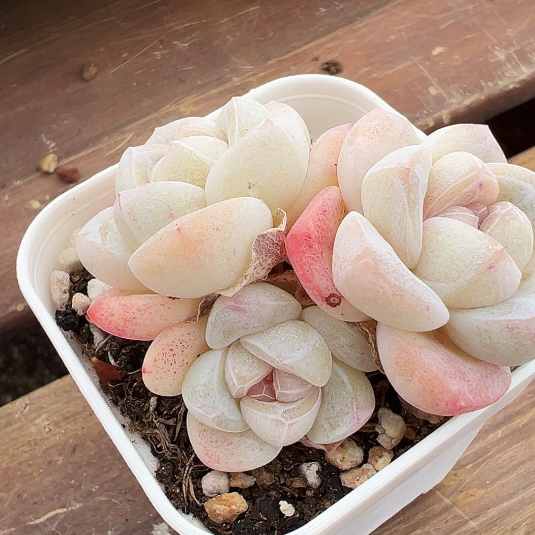 L**玲玲专拍白底冰玉群多肉