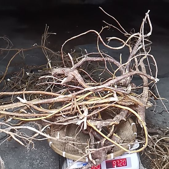 中国大陆五指毛桃4.8斤