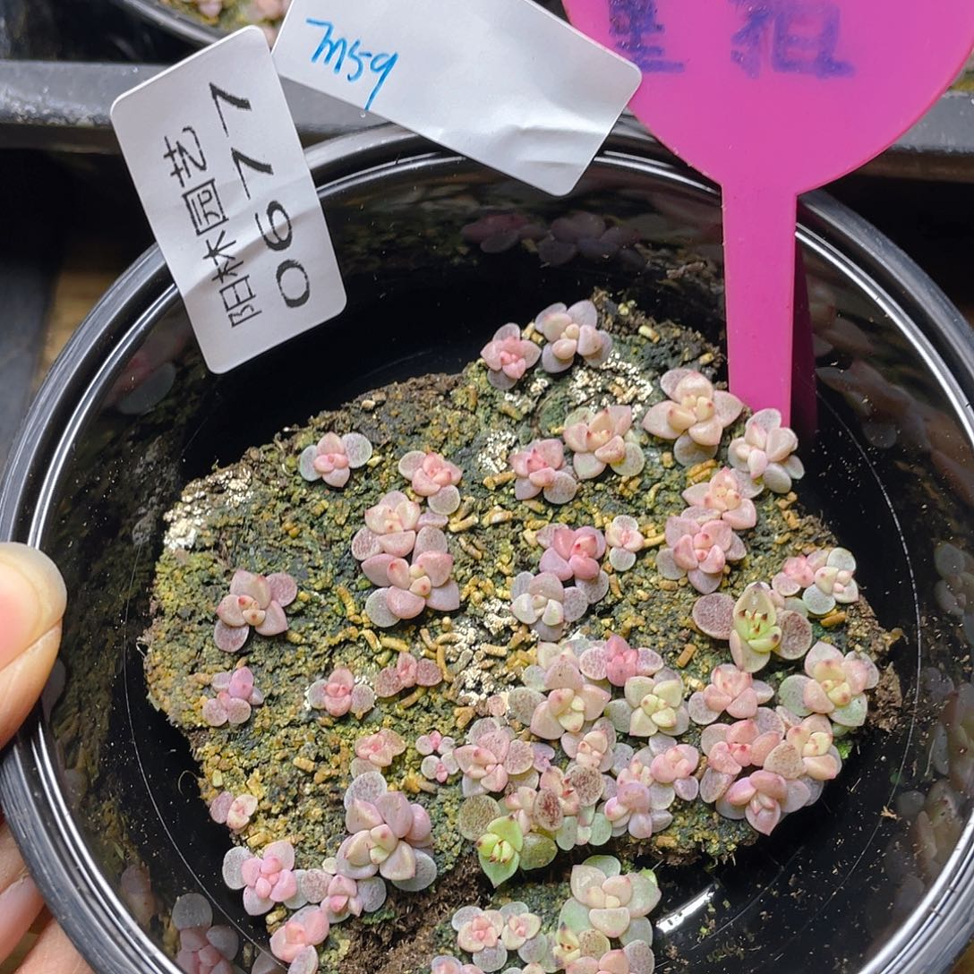 量拍多肉植物多肉植物677