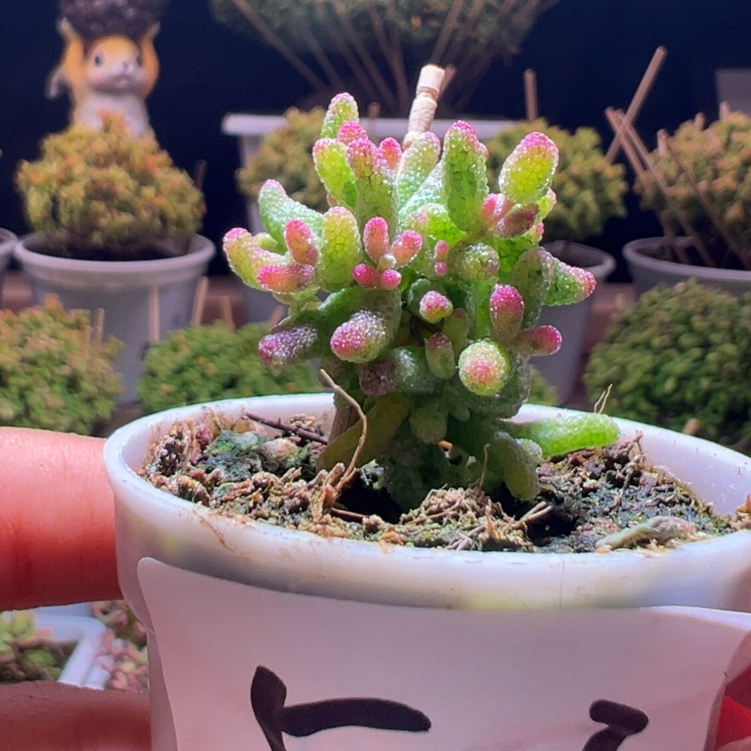 503花斑露一物一拍带盆土发货