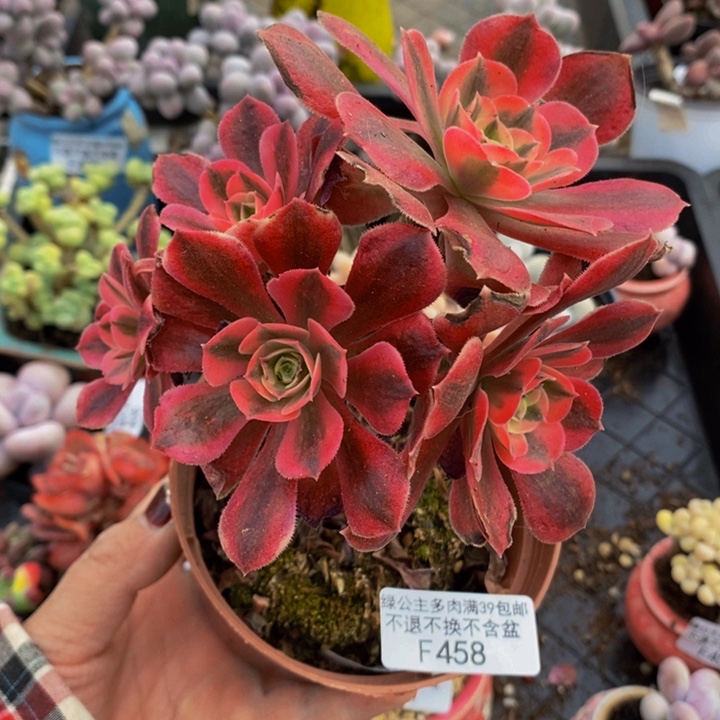 法师有砍10cm458多肉植物