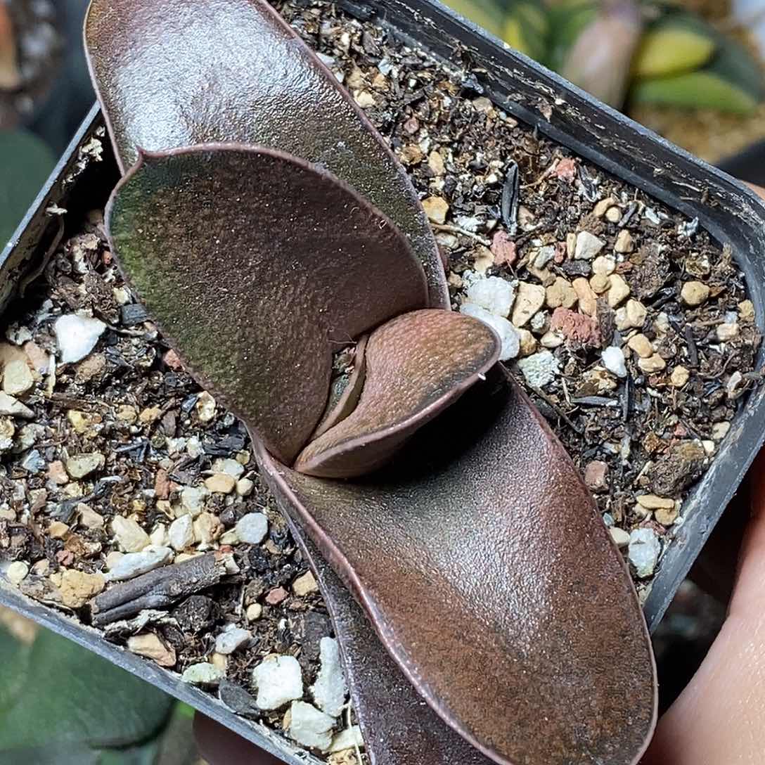 不带盆脱土裸根发货