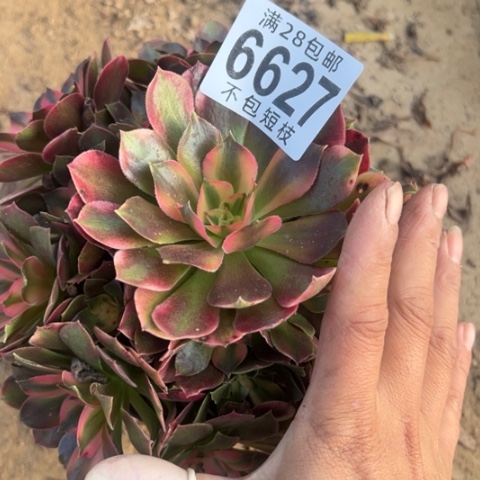 香妃多肉植物法师6627
