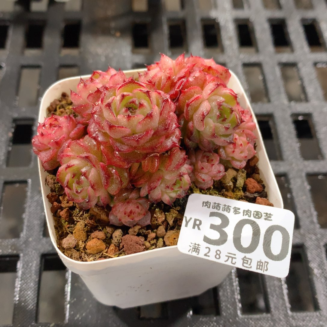 肉萌萌拇指盆精控多肉YR300