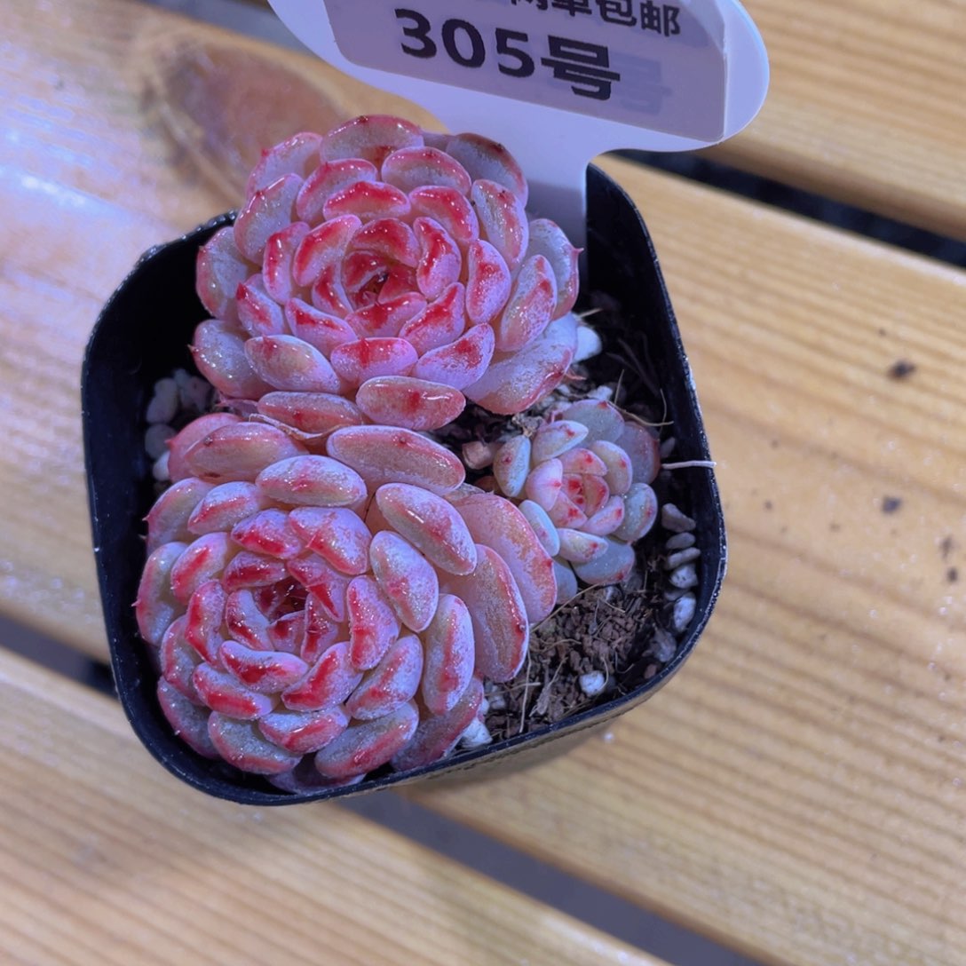 305号 全状态糖心白胖子