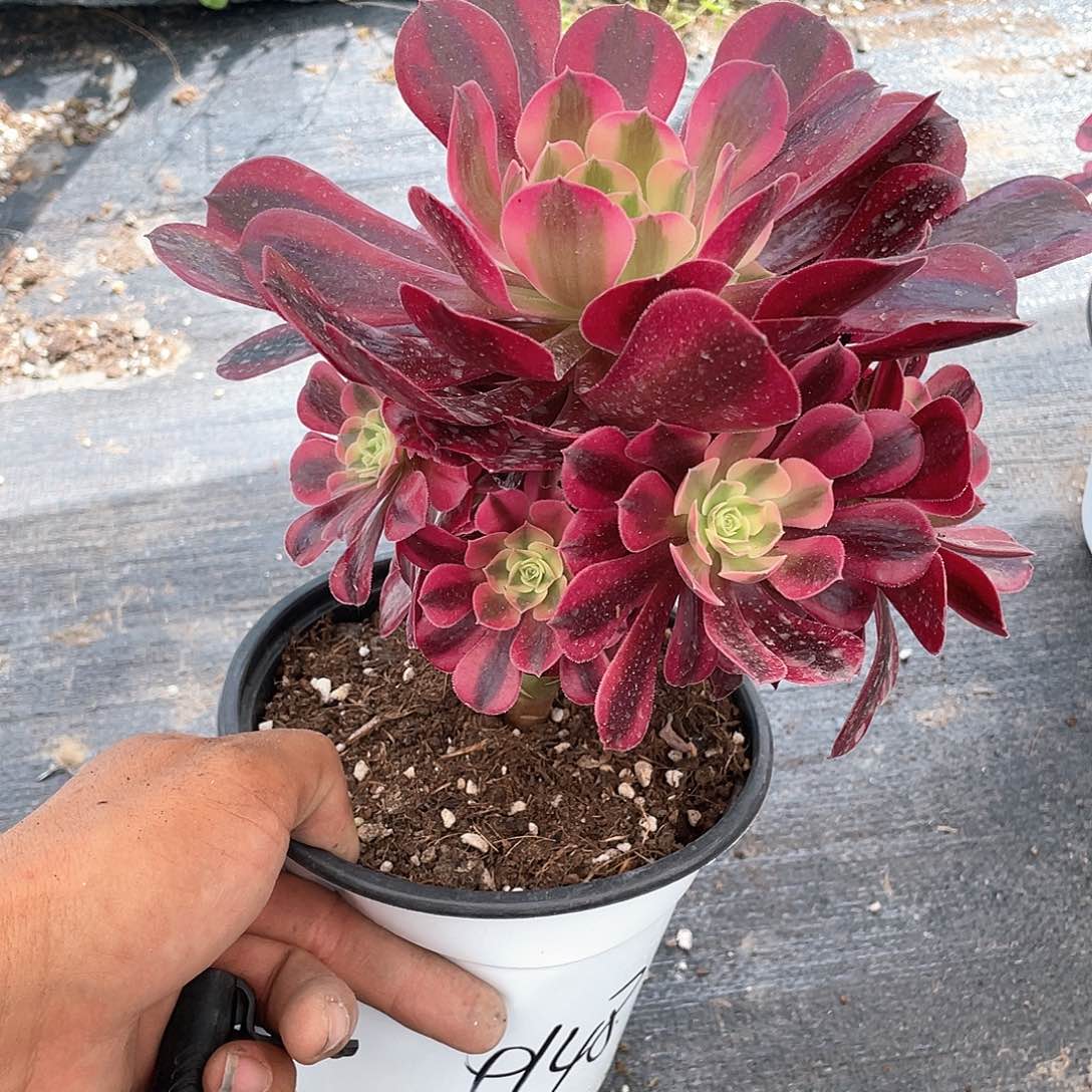 龙*美杜莎法师带盆发货