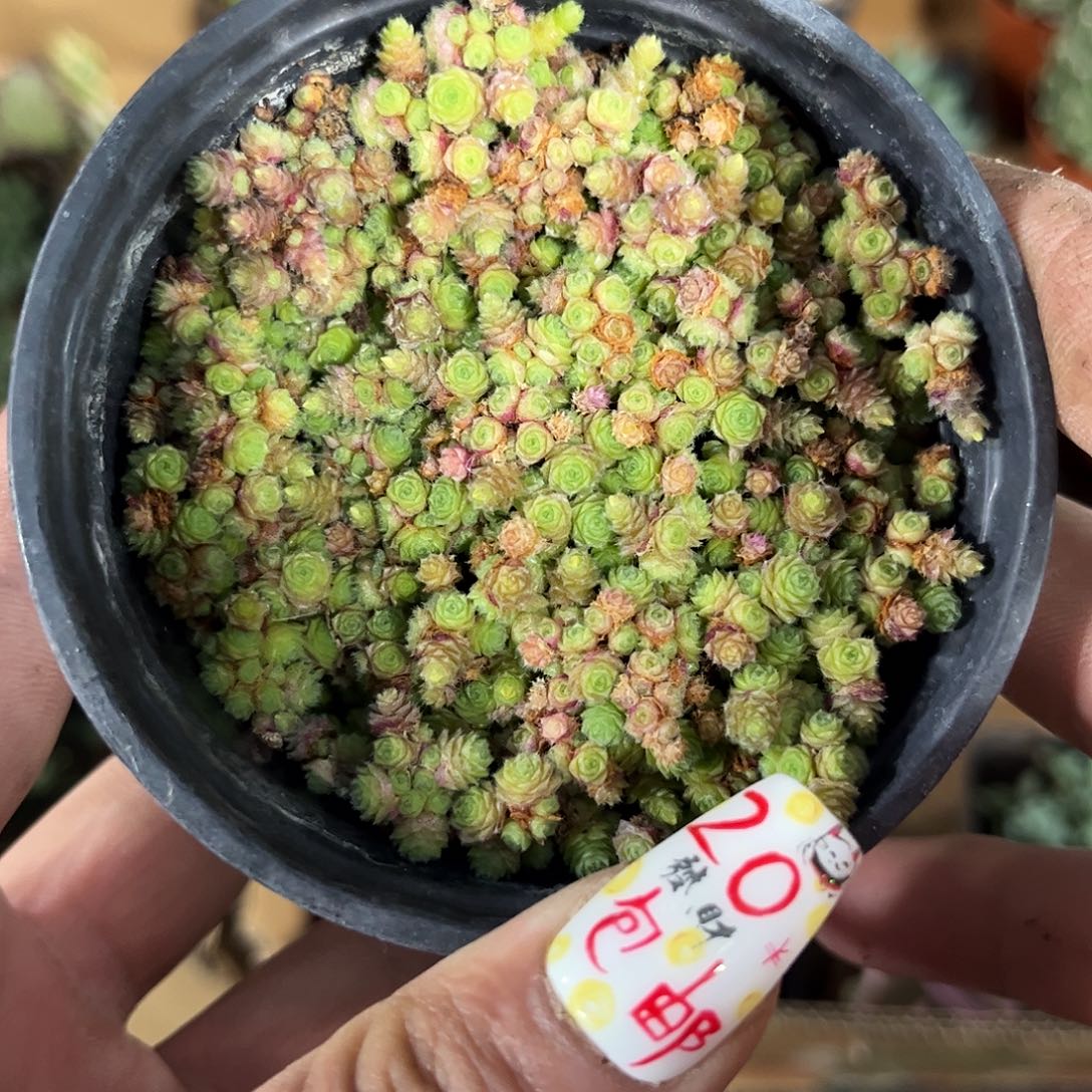 佛地魔群生有根发货有根