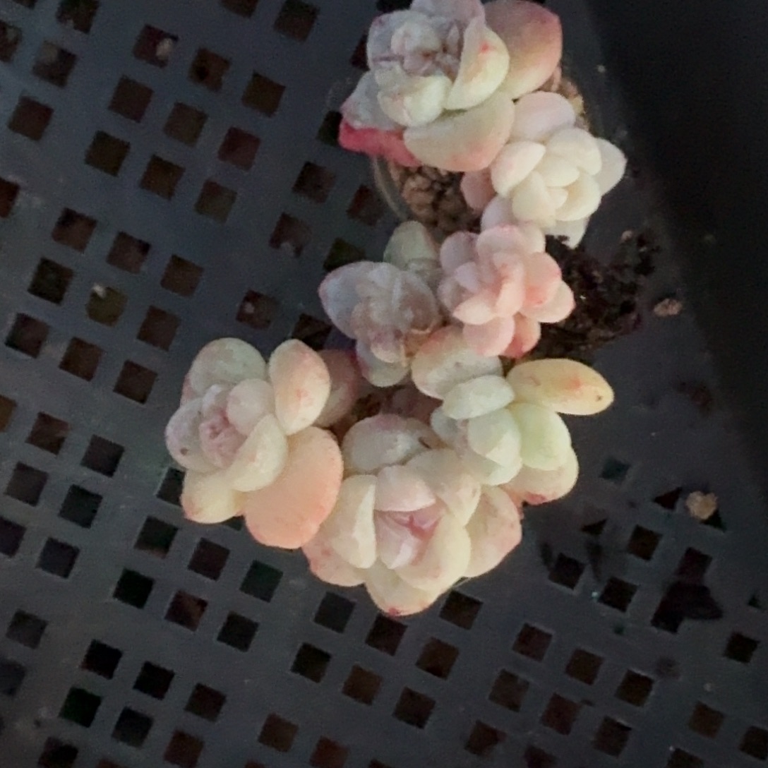 雪*花花姐专拍多肉3颗一起