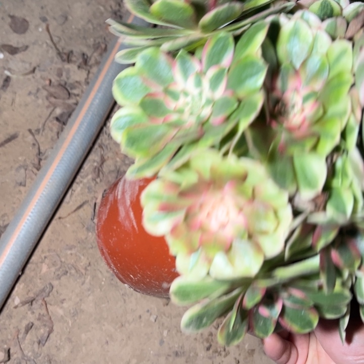 一***鼎4538多肉植物法师法师