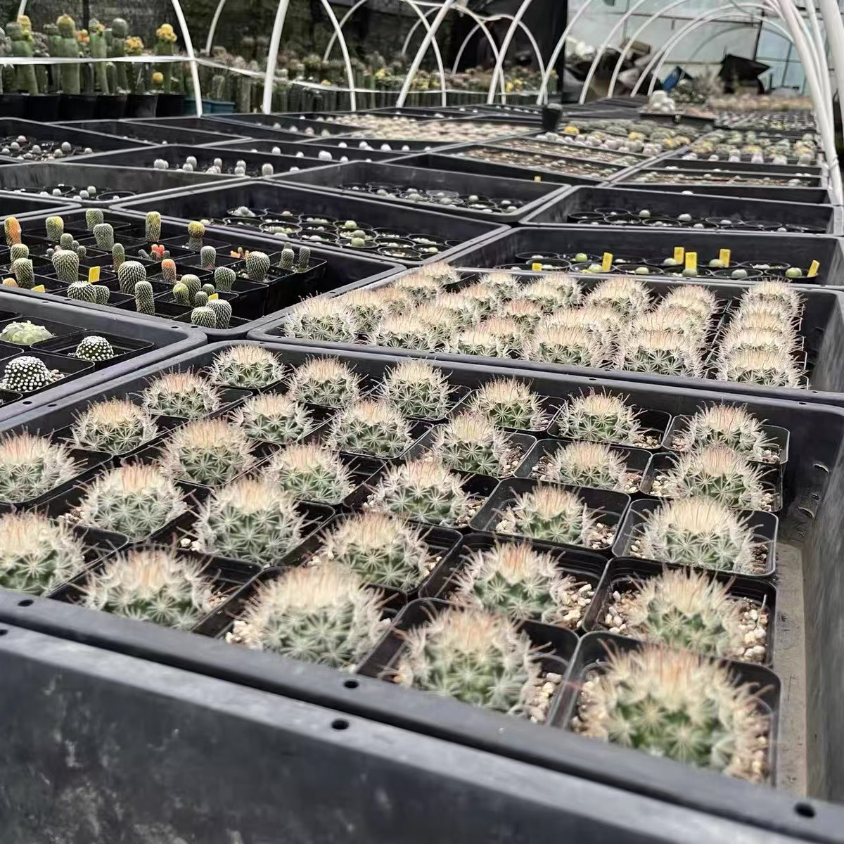 阳炎（大）仙人球实生尺寸3.5+室内开花盆栽办公桌绿植稀有品种