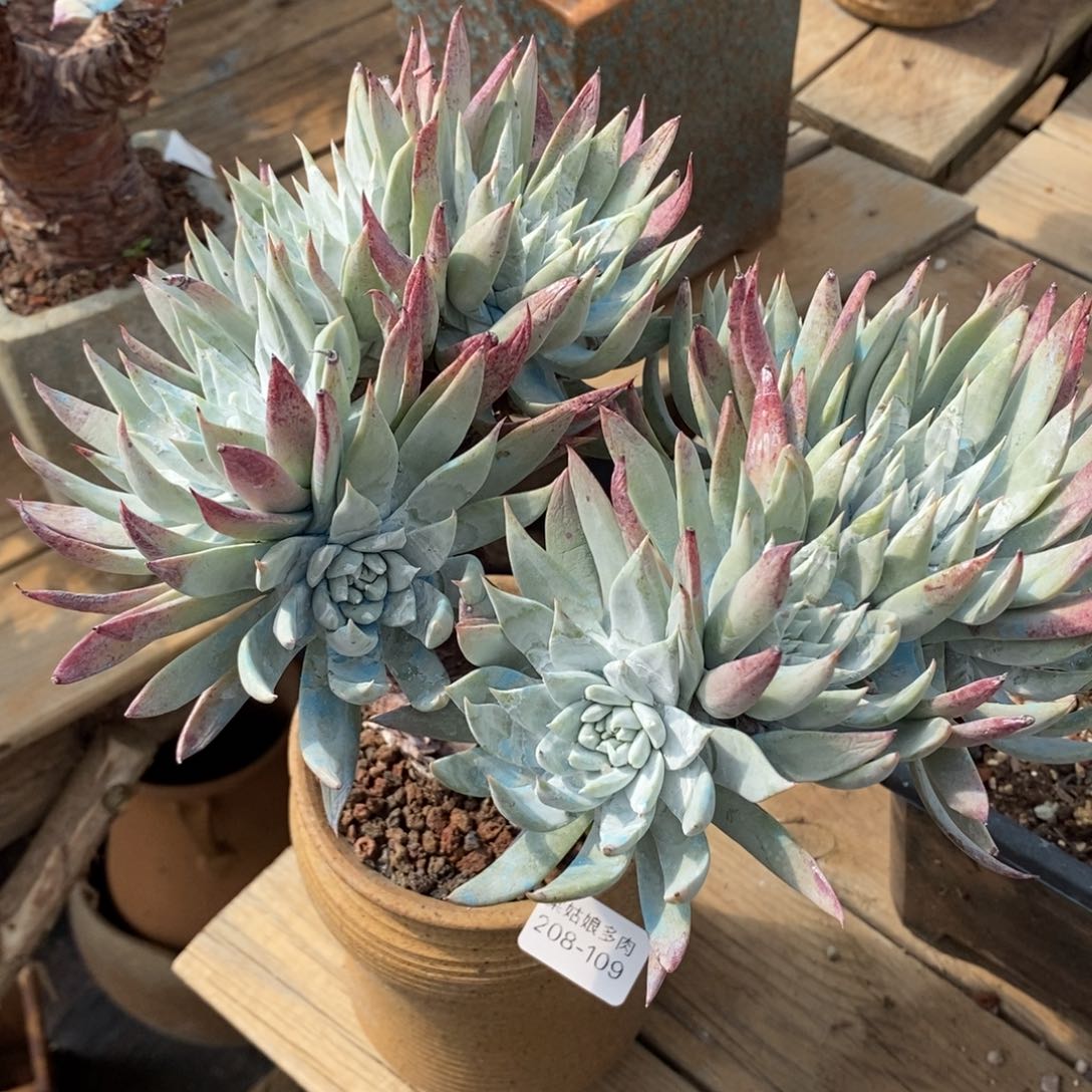 109号法瑞大群粗腿子