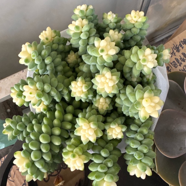 雪花玉坠带盆带土包邮新手好养