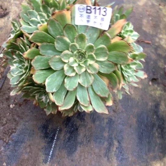 P**f多肉植物玉兔113