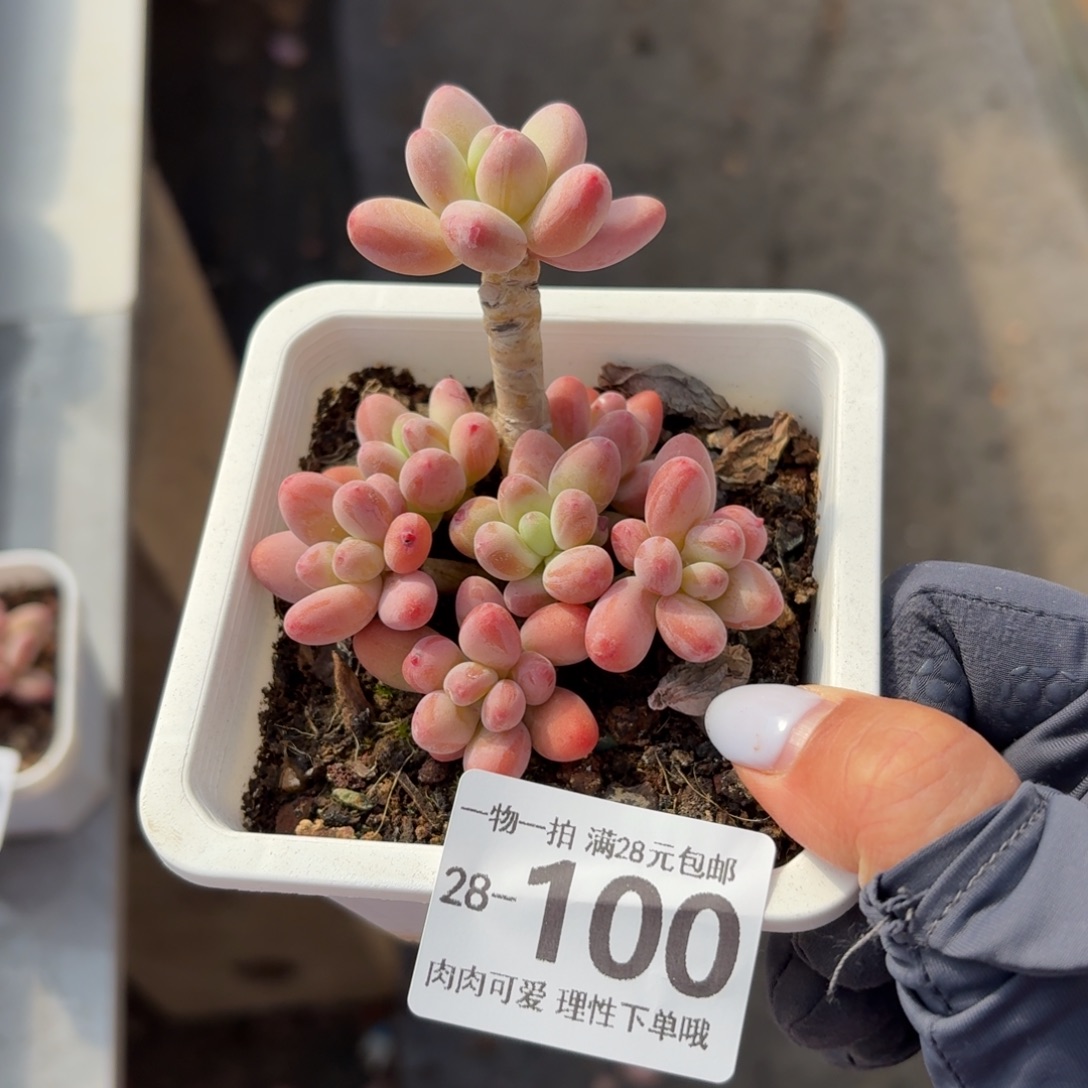 樱花奶无盆土发货无