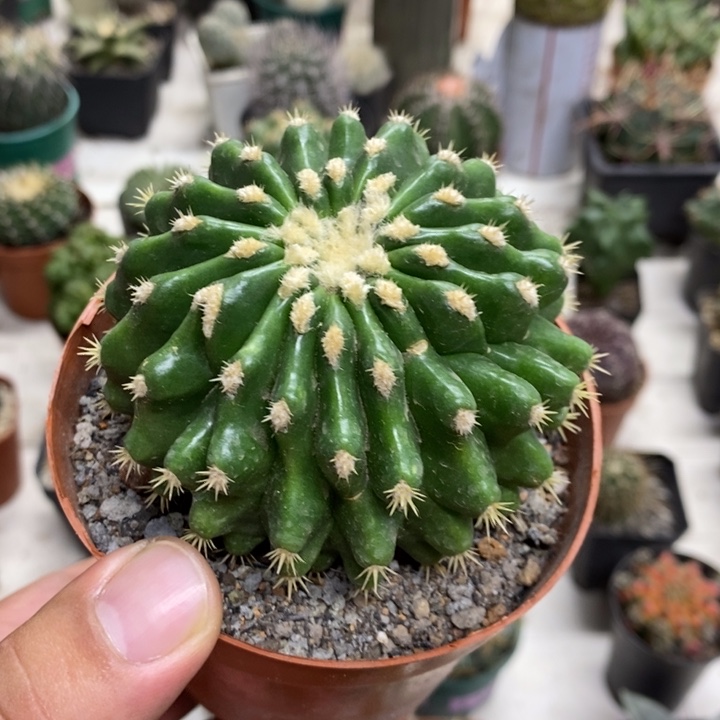 裸虎特价福利特价