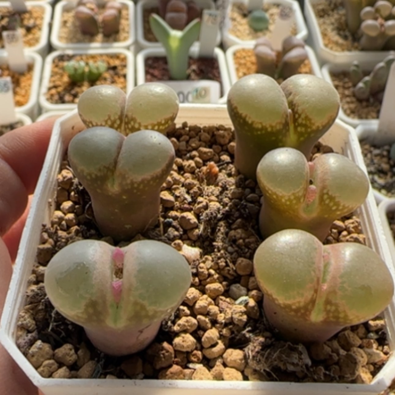 【闪购商品】0022     