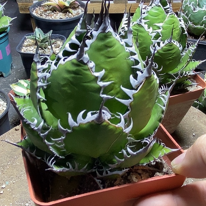 腾****霍利达。     一个