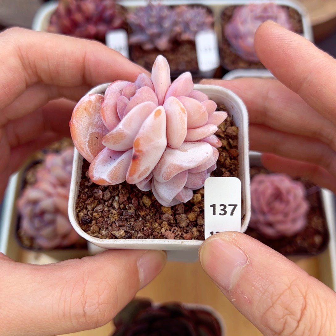 好好看137、哈哈哈哈