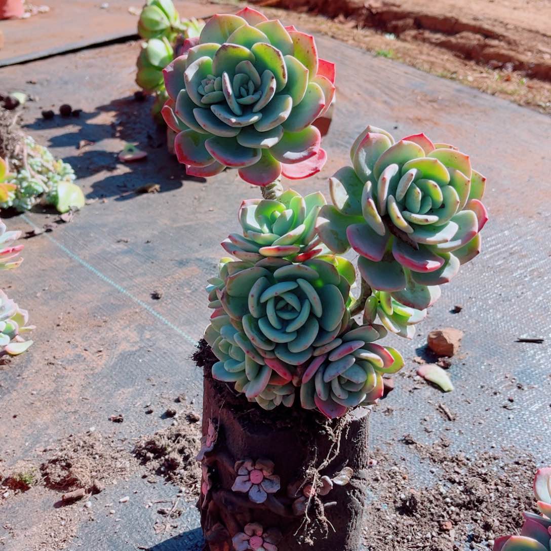 白月光一颗老桩发货