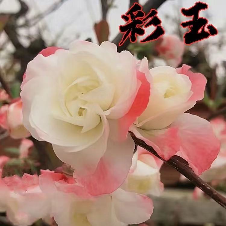 【大花】彩玉海棠花耐寒耐高温