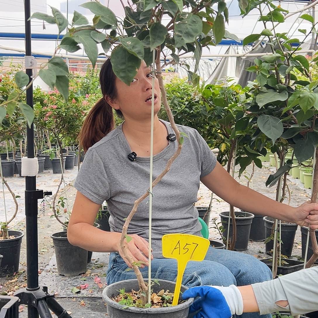 *****大部分花苞少量开放A57不甜