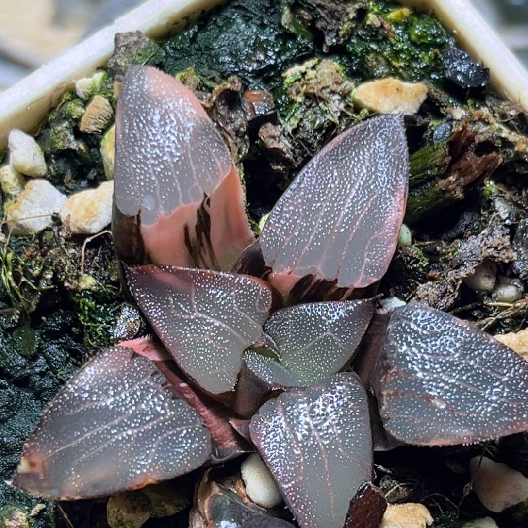 恭喜发财大吉大利962