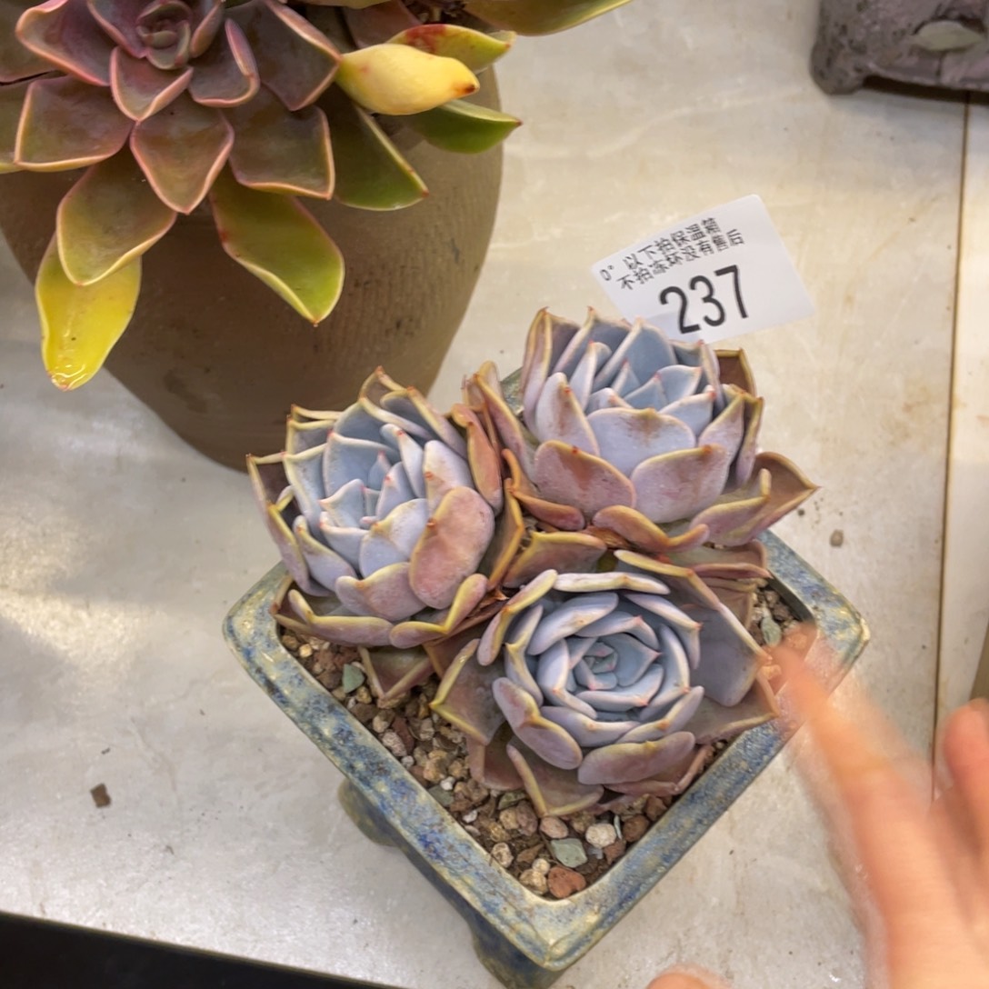 黑大帅多肉237非欧哪