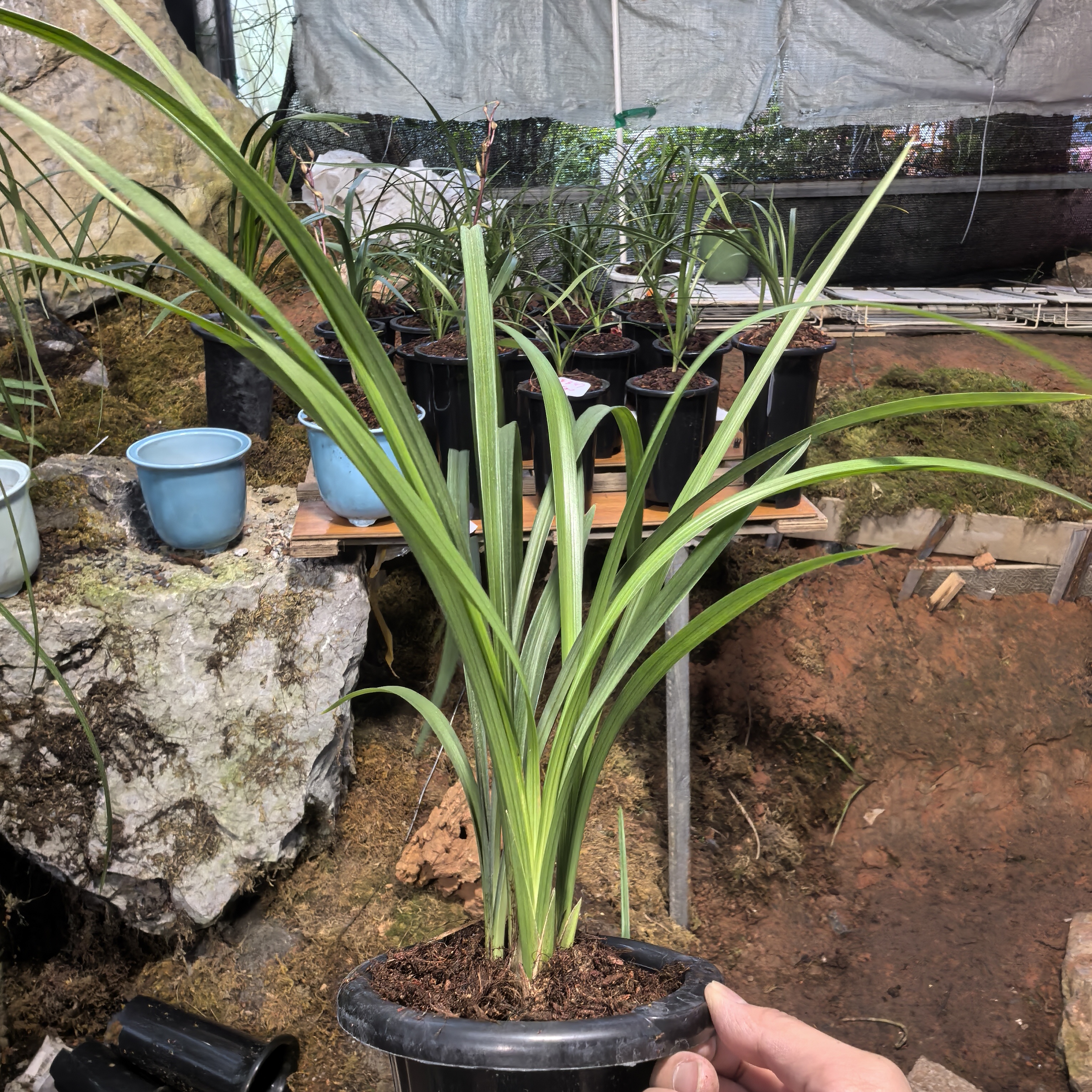 【四季兰】高高基地兰花高高兰业山区自然苗新人易养活阳台养兰兰花