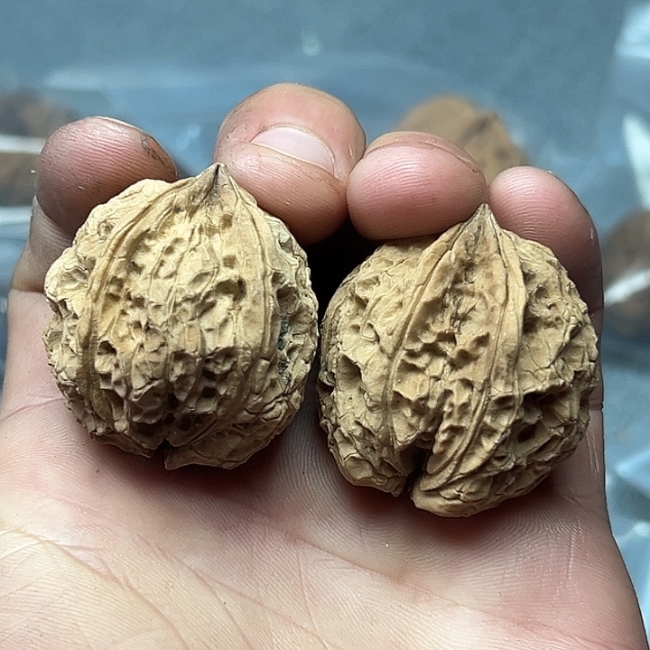 核桃66号生命之源36尺