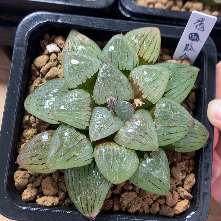 香瓜岛一物一拍带盆