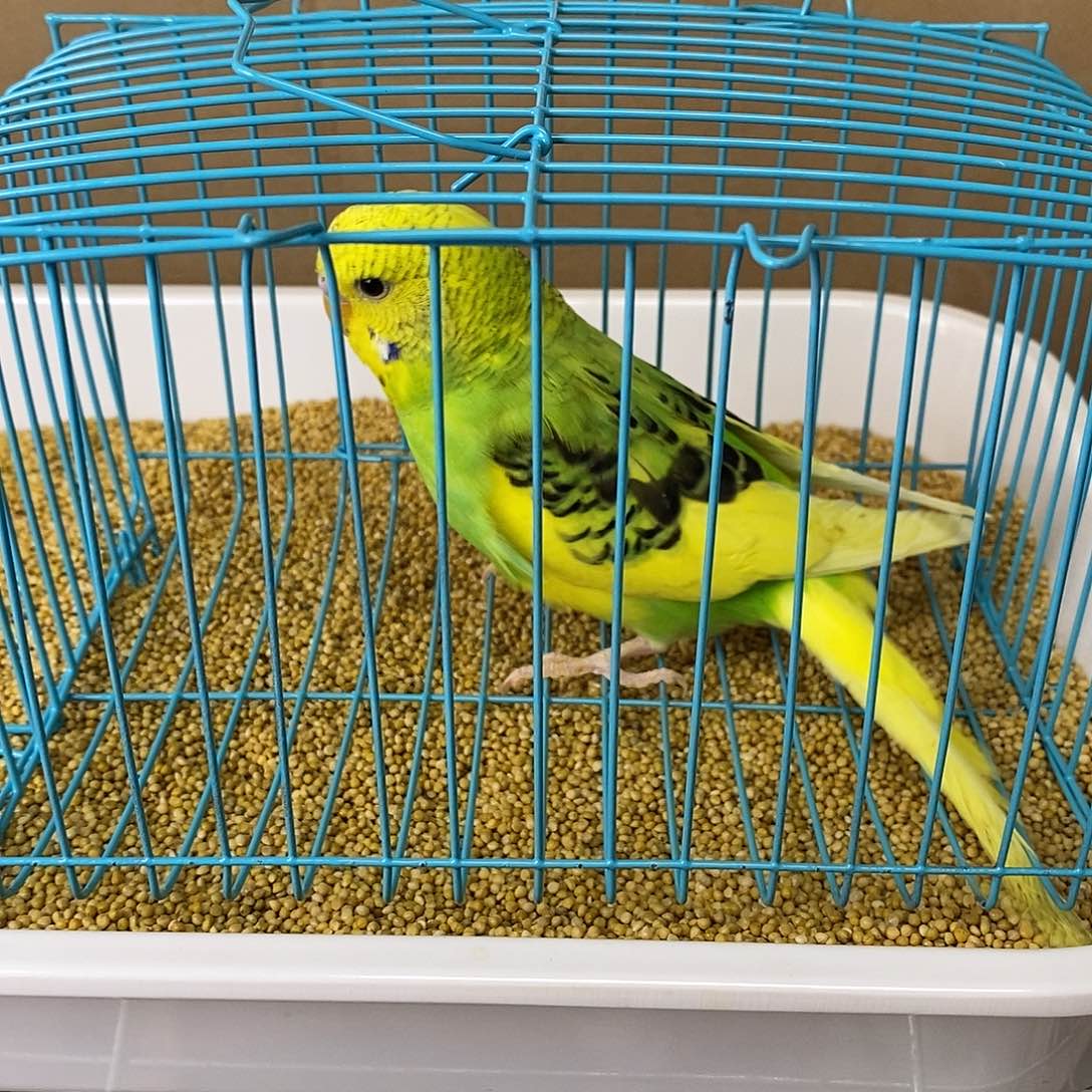 虎皮鹦鹉大头虎皮