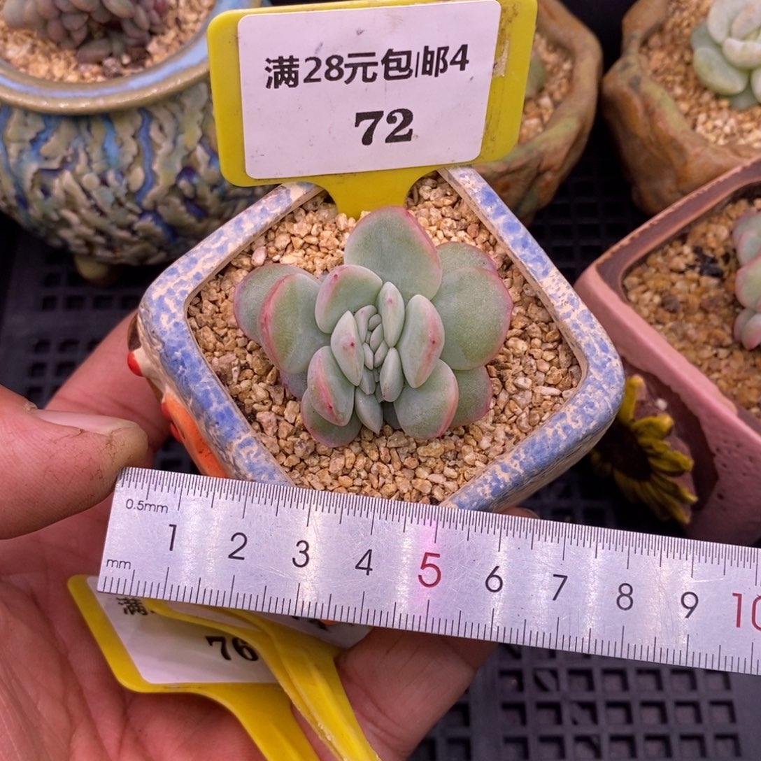 472龙头泡芙缀…………