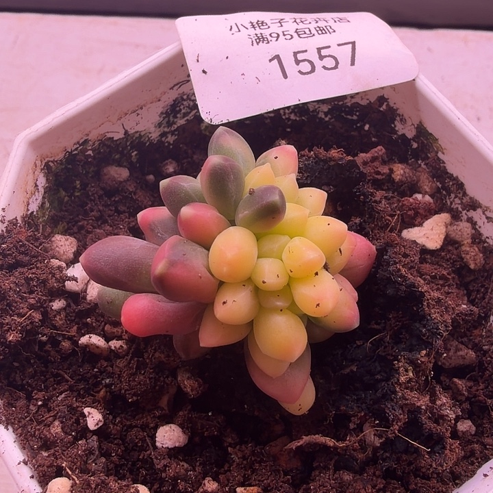 1557千代田锦多肉植物