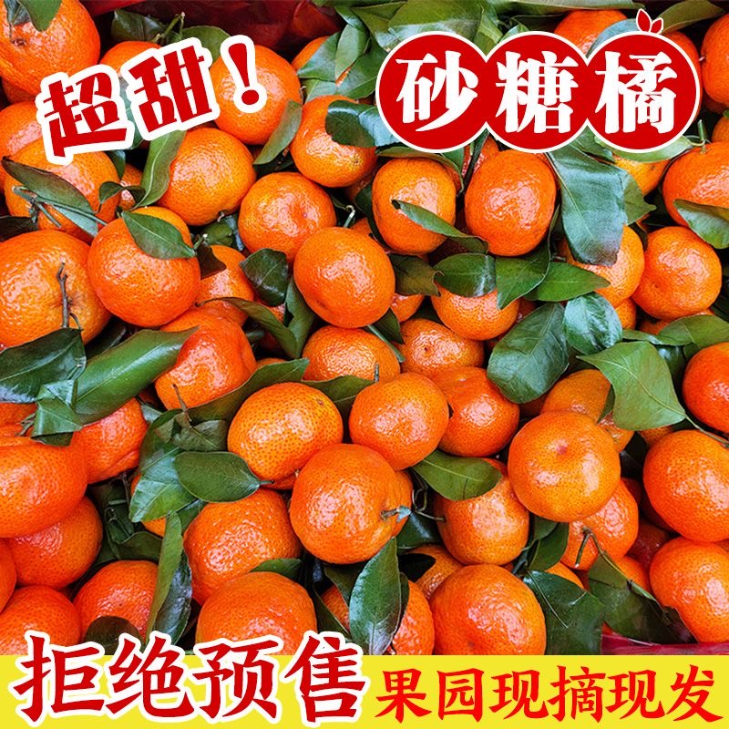 XL新鲜采摘正宗金秋沙糖桔 自家果园产 皮薄多汁