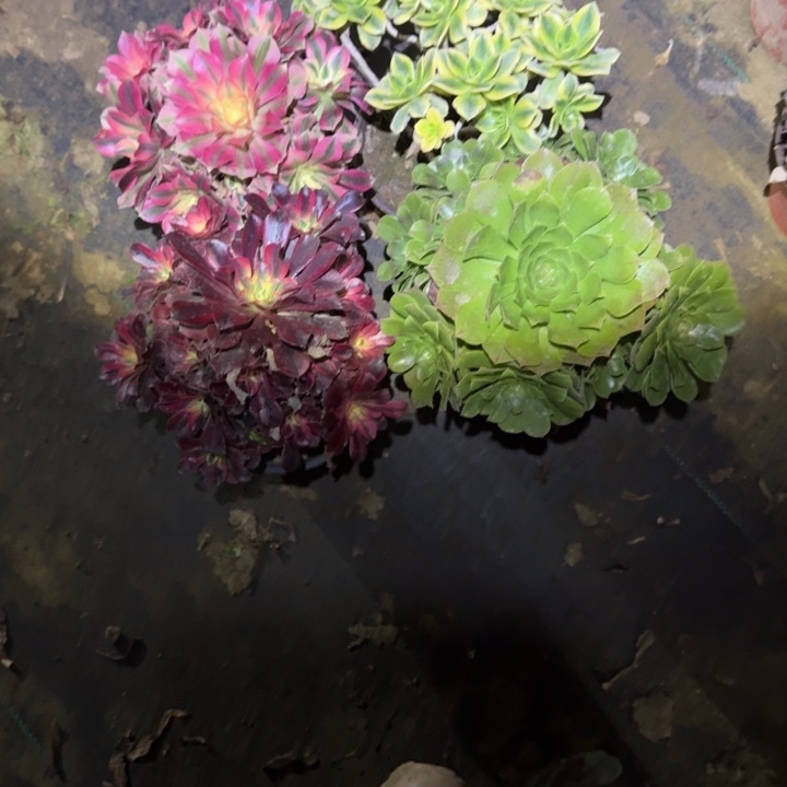 爱***艺一单包邮不包断枝136