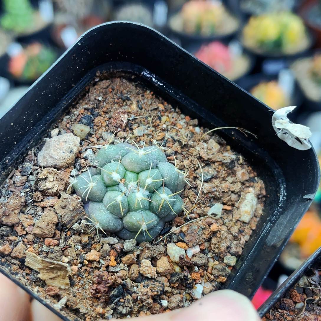 无刺象牙非偏远地区满25元包邮仙人球