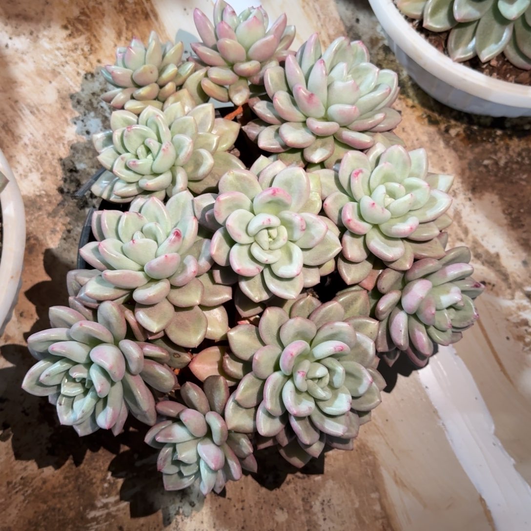 爱尔琴丝多肉植物