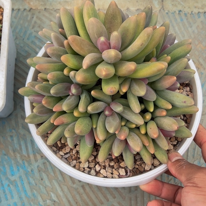 糖果美人自然群无砍