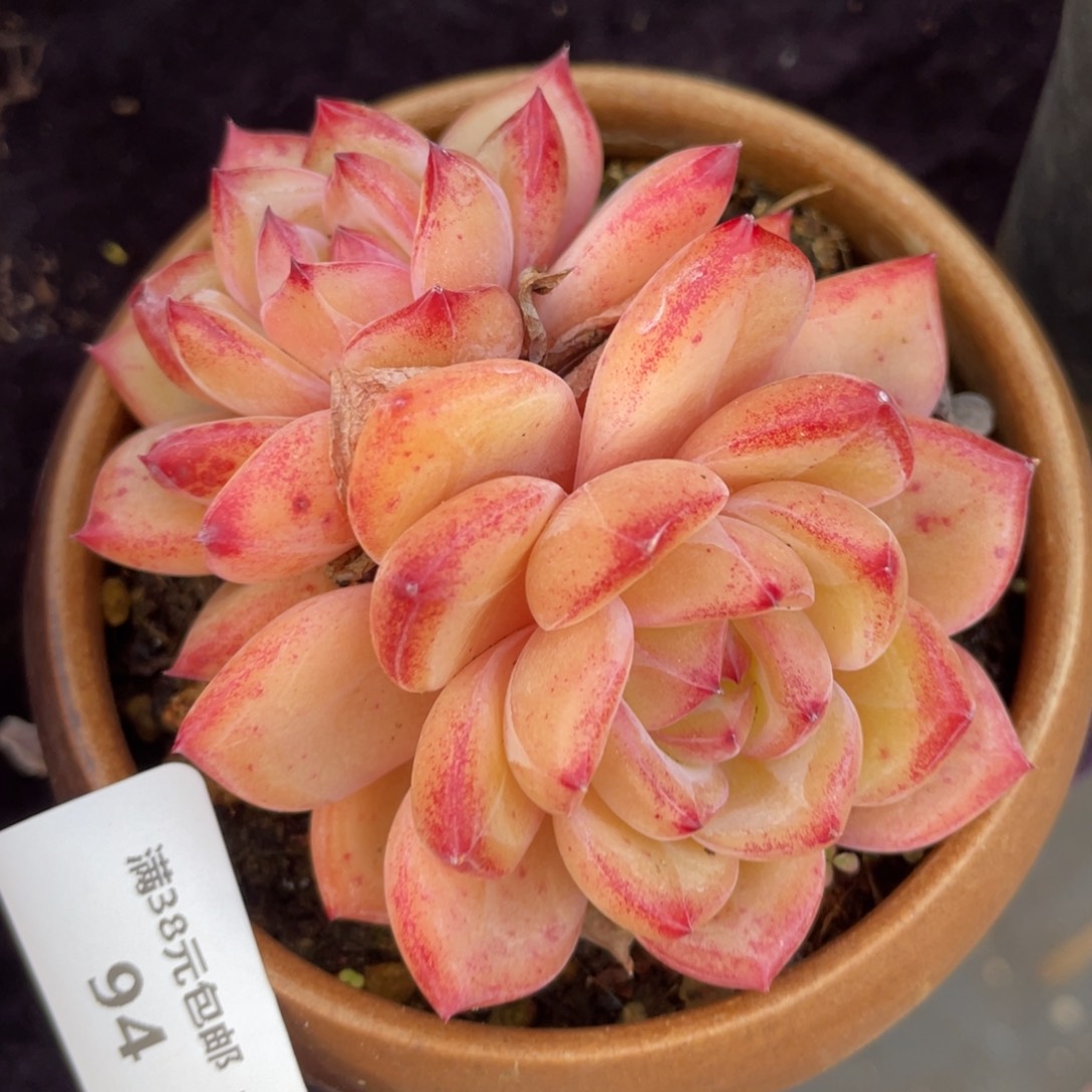 94夜魔侠双头多肉植物