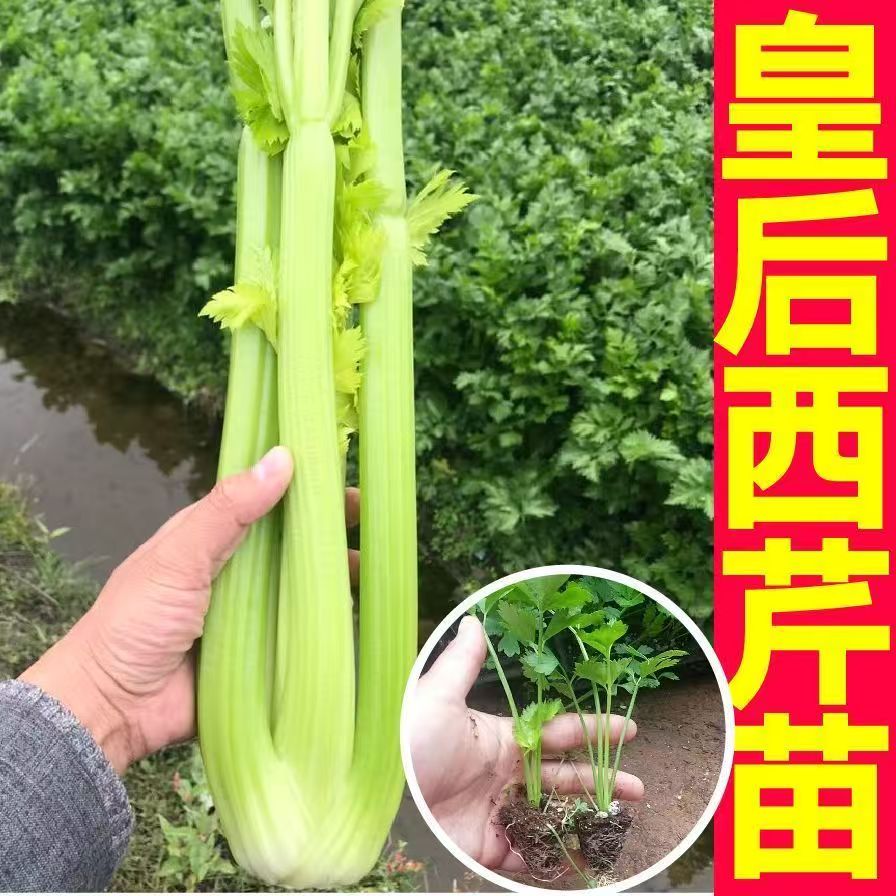 高产皇后西芹苗可用于阳台庭院盆栽种植蔬菜