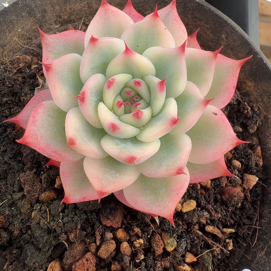 吉娃娃锦111126-98