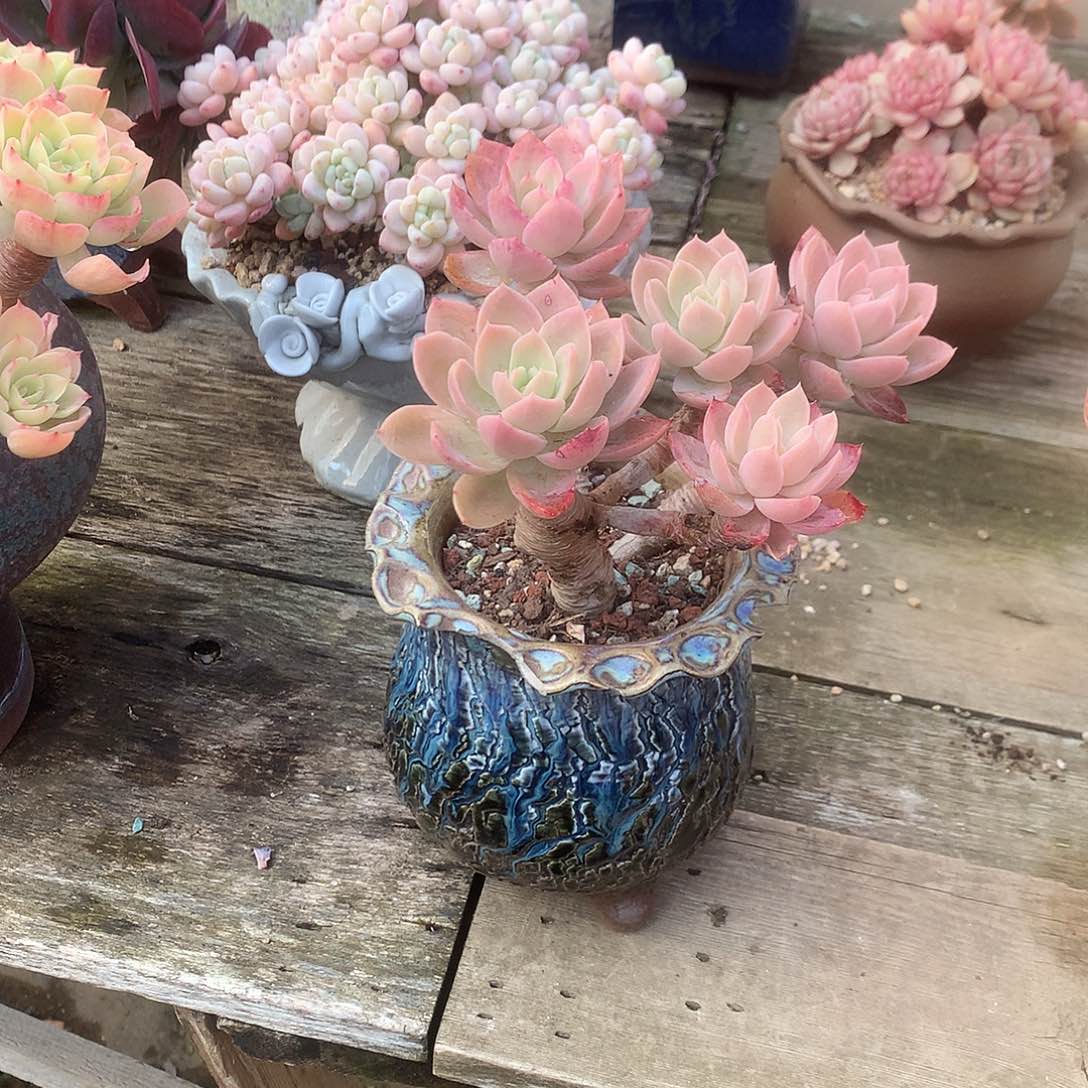 姚*萍丝绸多肉植物