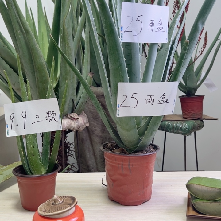 无花朵一盆盆栽，一袋肥料