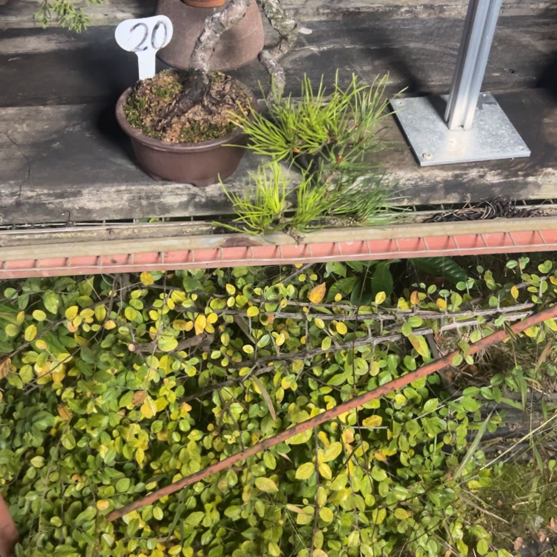 无花朵带盆包邮 黄山松