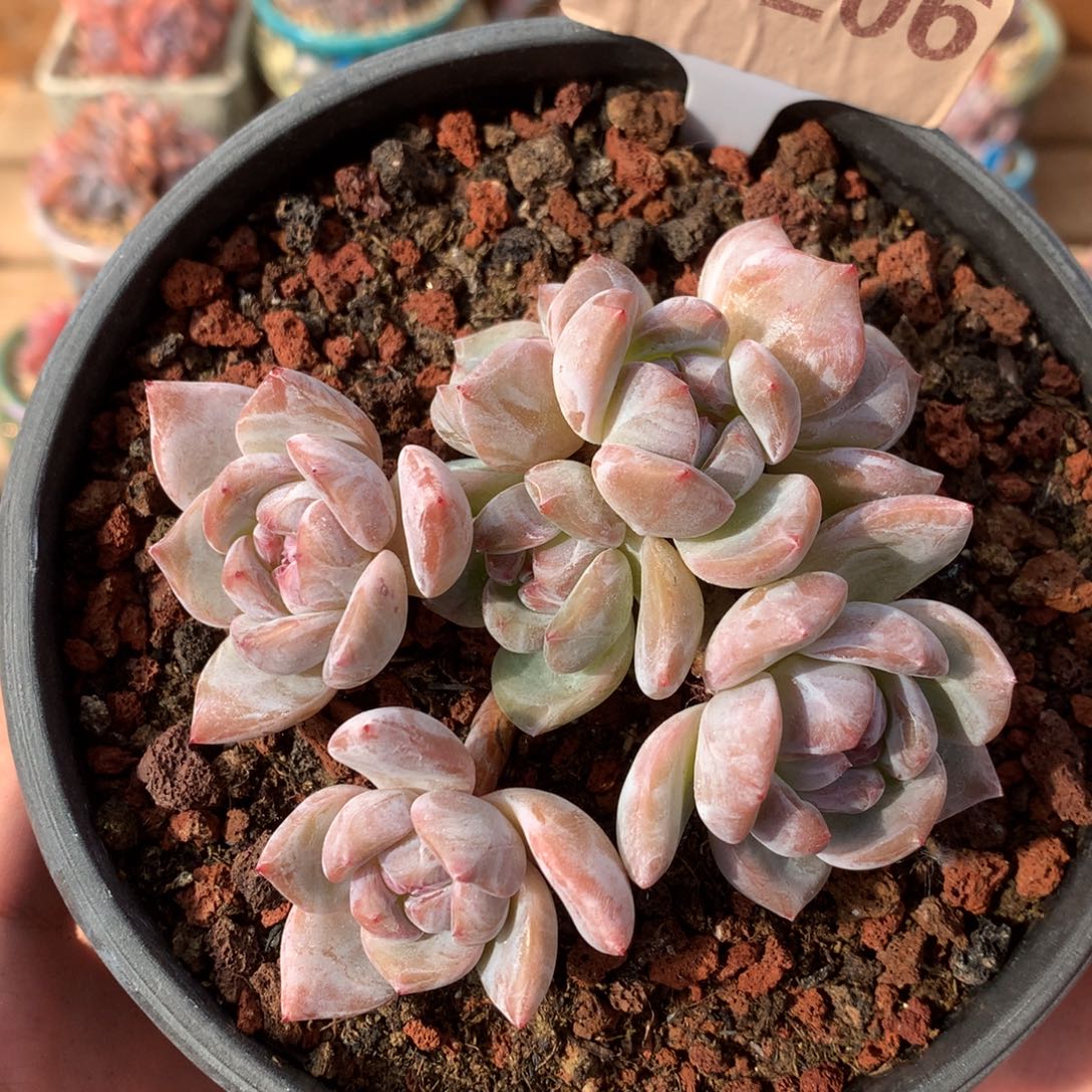D0206 星影 有砍 9cm
