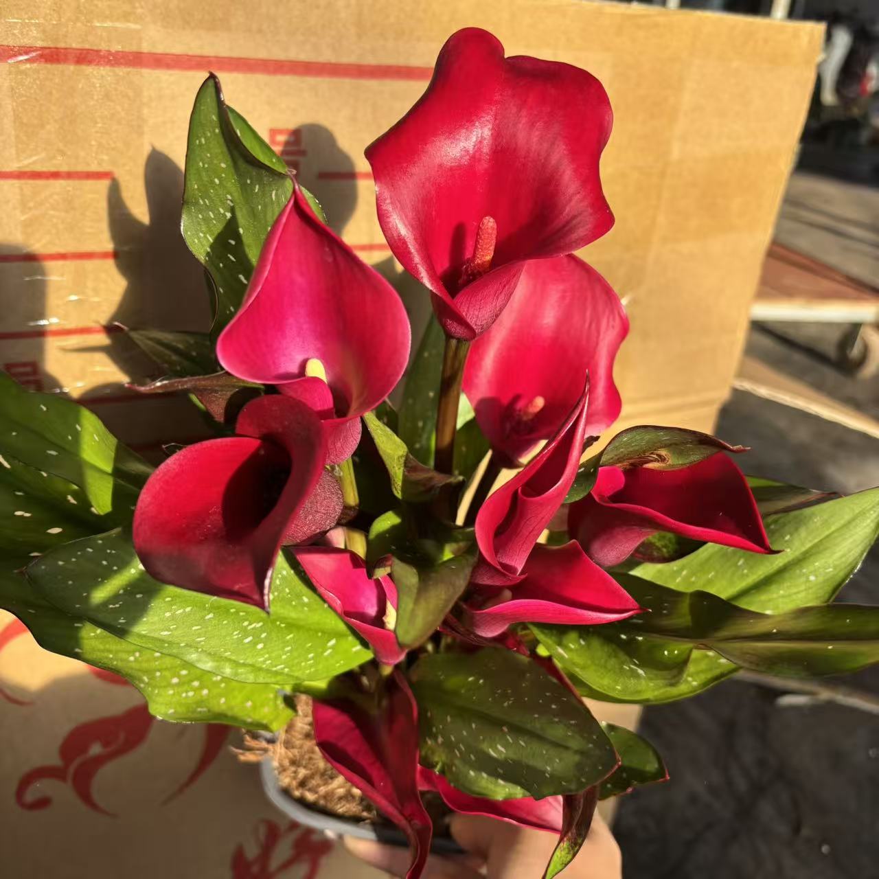 好莱坞马蹄莲多年生盆栽球根花卉易活开花不断