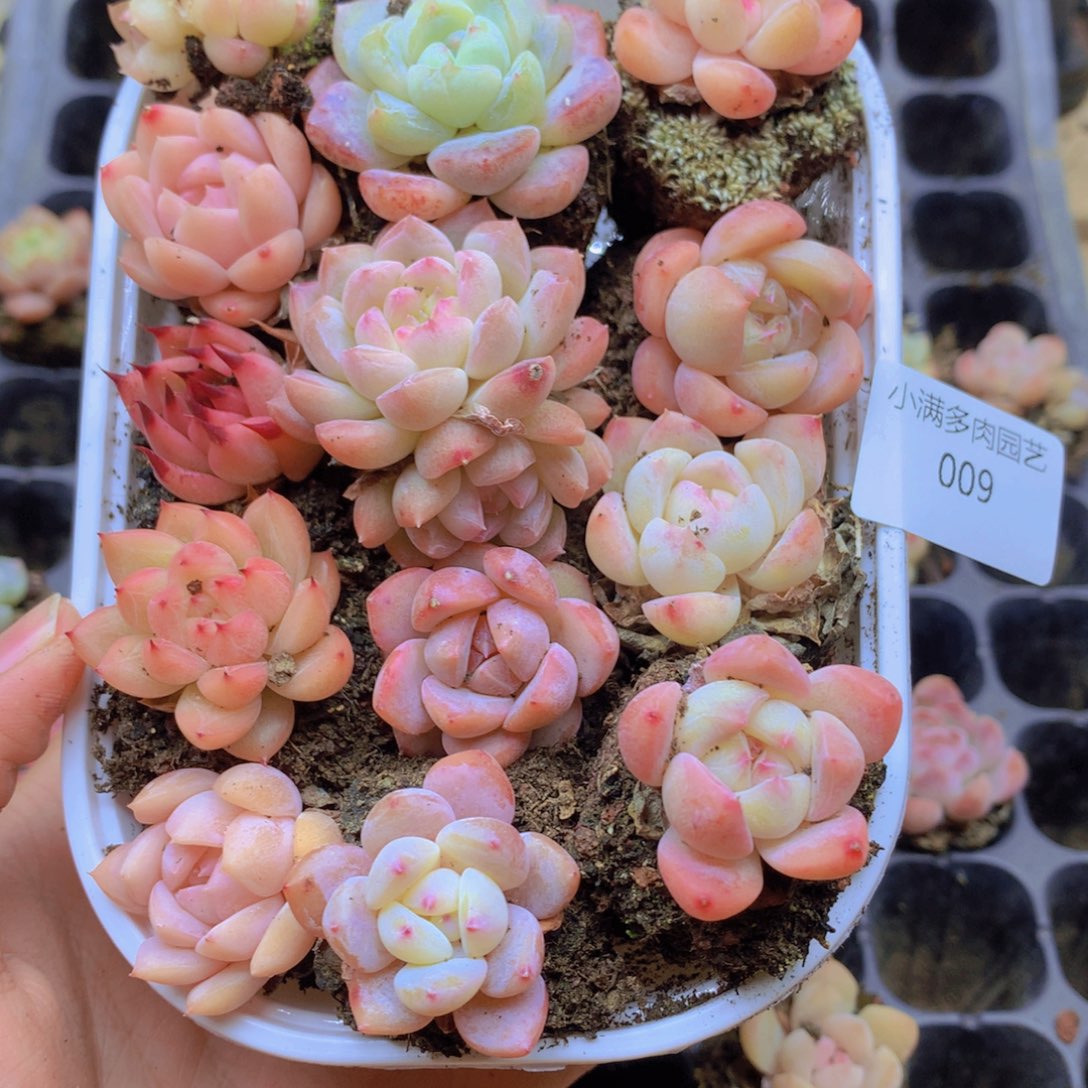 我也不知道我为什么要009