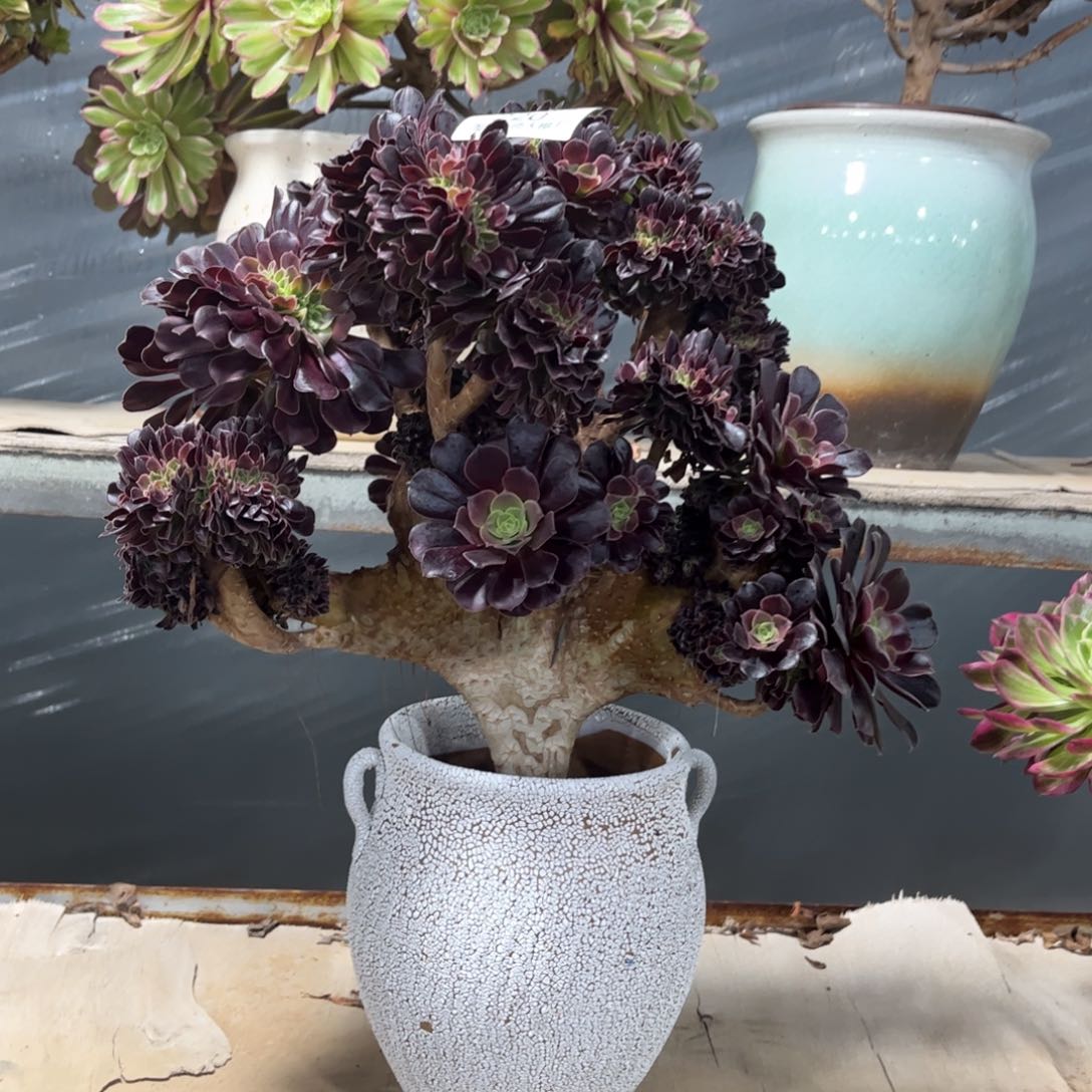 220欧紫缀化多肉植物法师