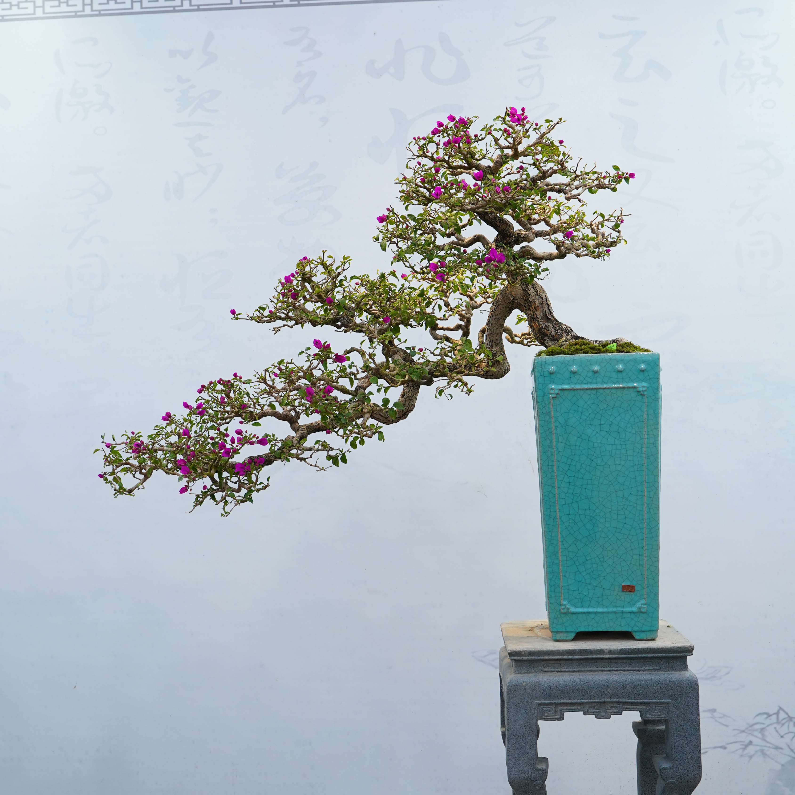 精品三角梅小叶紫造型盆景客厅阳台庭院盆景勤花高端盆景四季开花