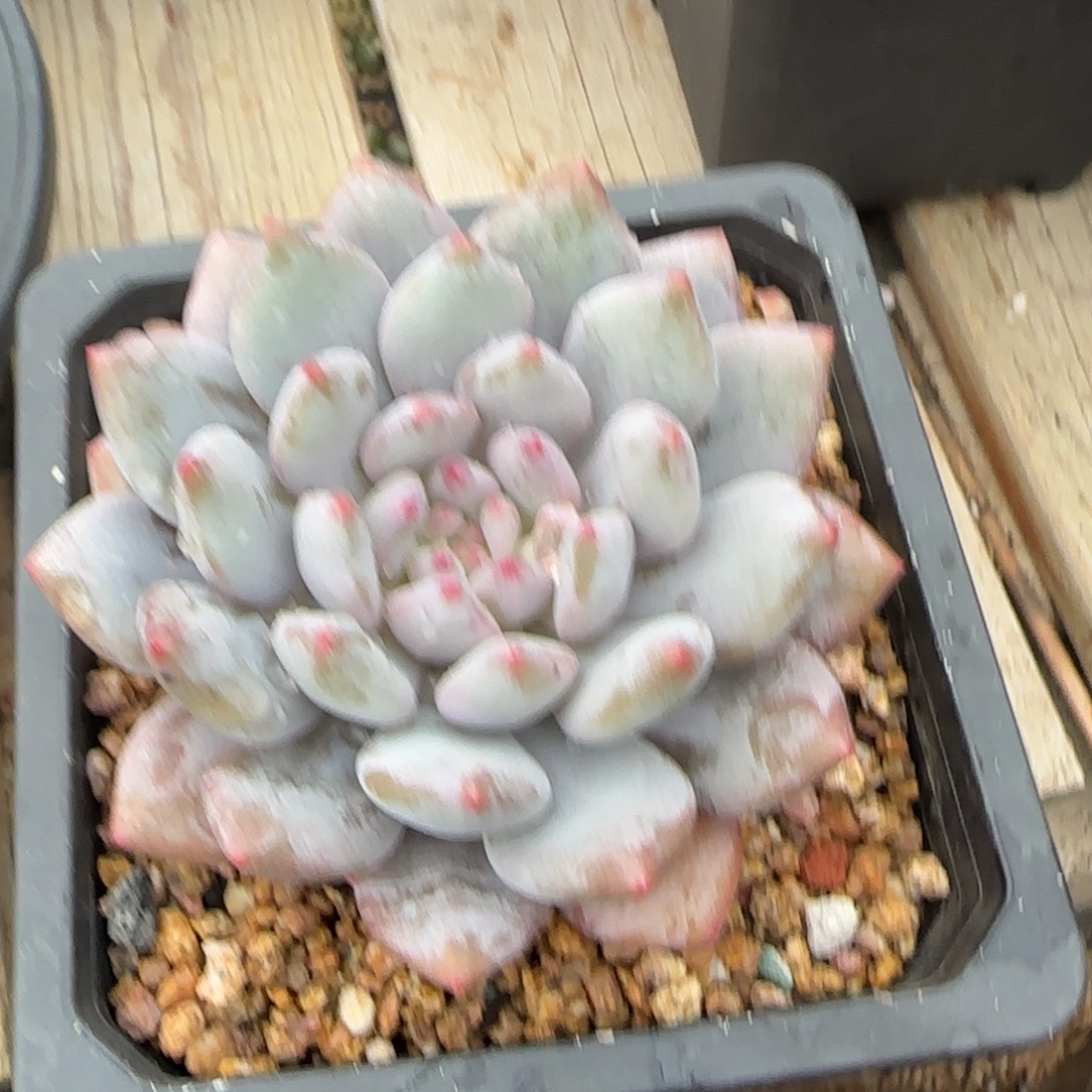 半夏单头五十包邮